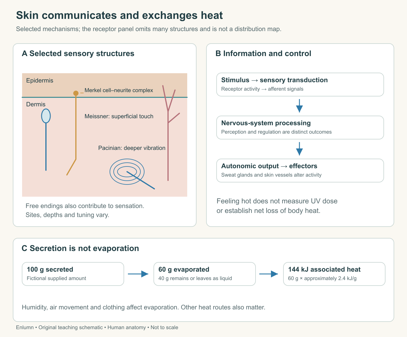 Original comparison of sensory information traveling inward and control signals regulating vessels and sweating, with evaporation shown as a separate physical step.