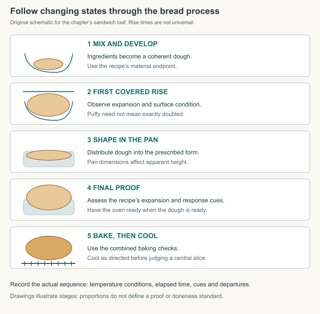 An original sequence shows mixed dough, a covered first rise, shaping into the specified pan, final proof and the baked loaf cooling. It emphasizes changing states rather than a universal rise-time schedule.