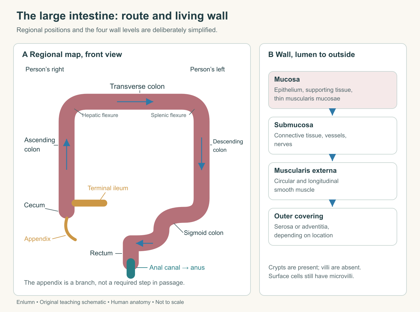 An oriented map of the large intestine from ileal entry through cecum, ascending, transverse, descending and sigmoid colon to rectum and anal canal.