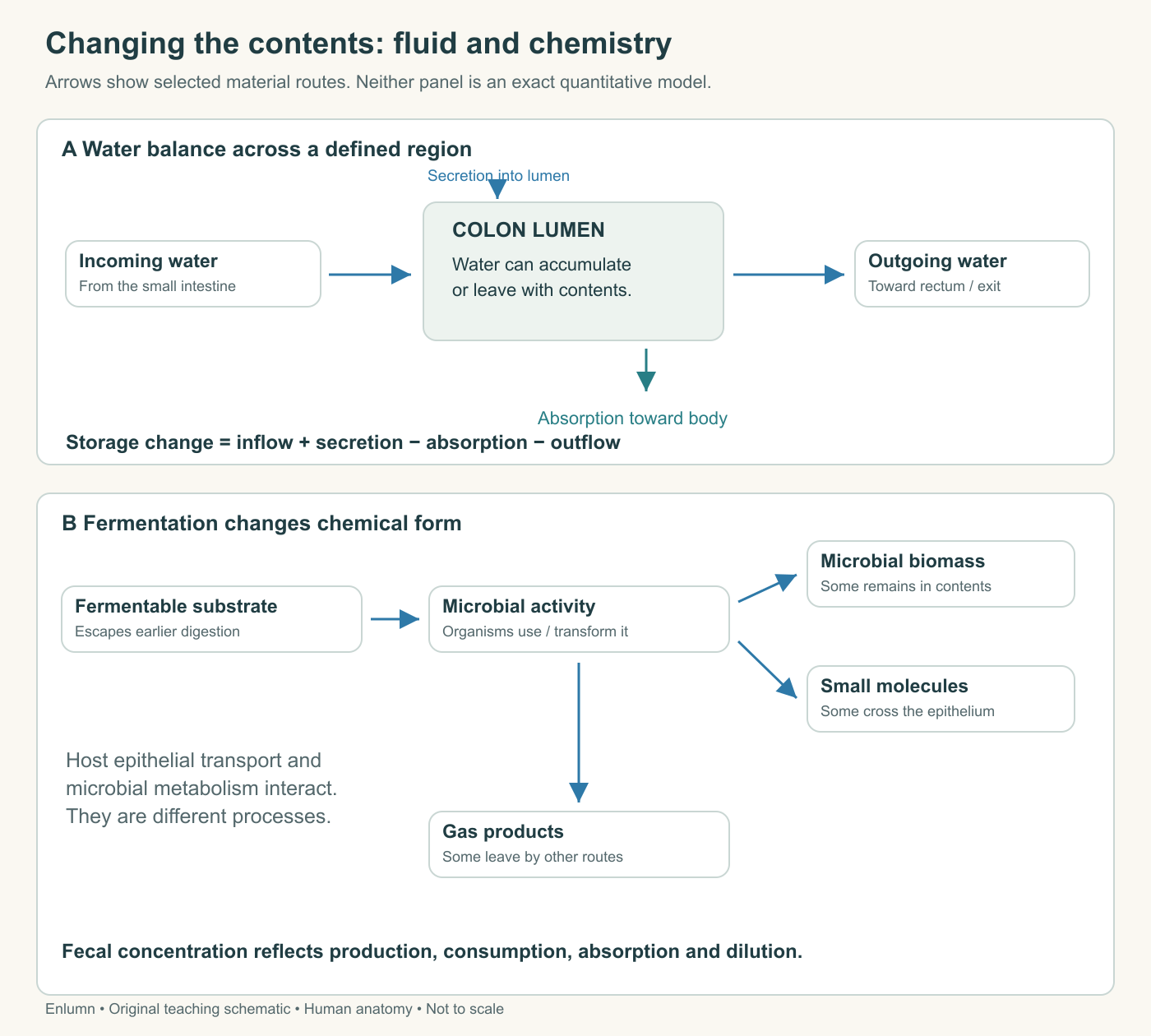 A material-flow diagram separating upstream input, epithelial secretion and absorption, microbial conversion, and downstream output.
