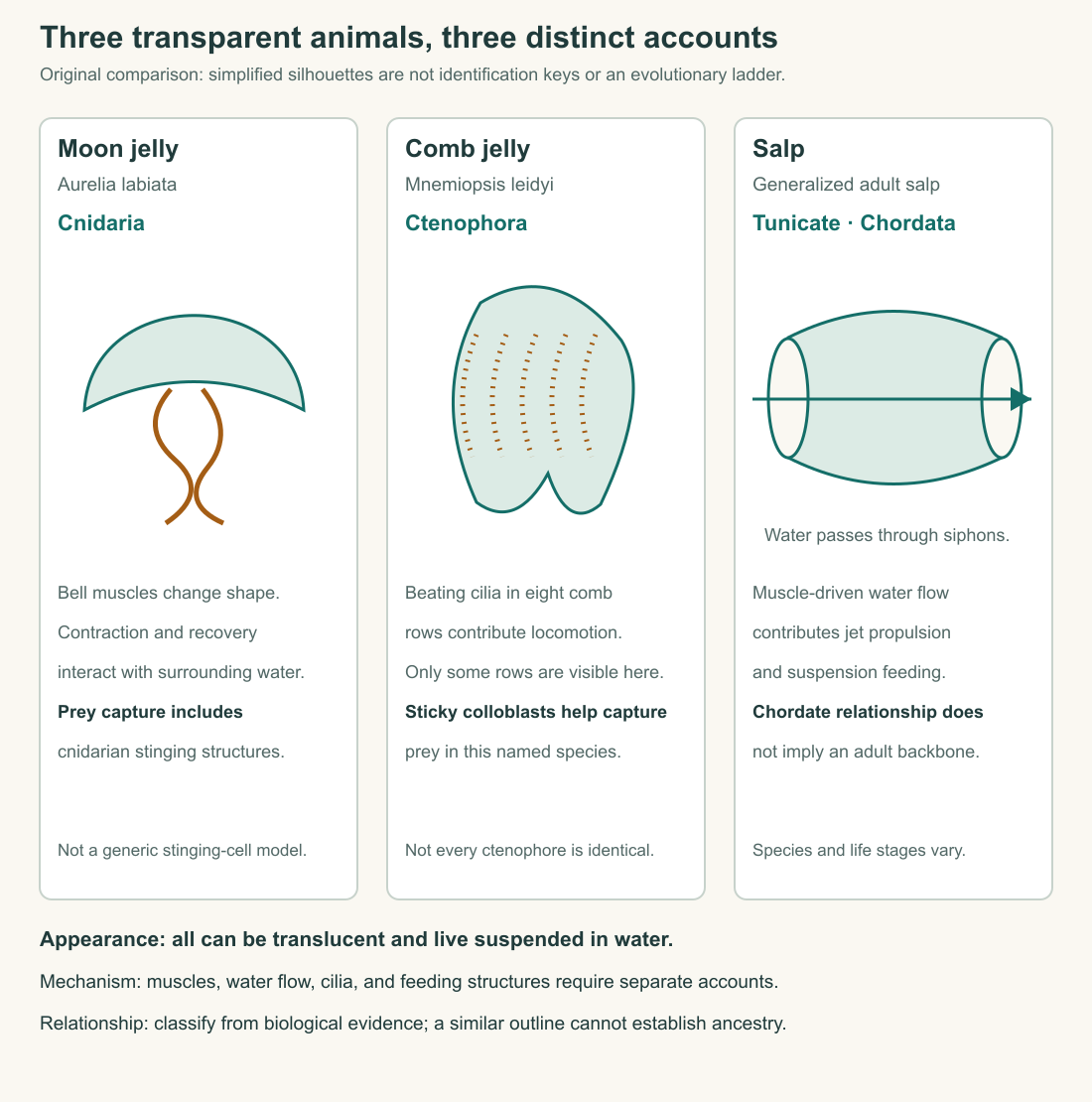 Original moon-jelly, Mnemiopsis, and generalized salp comparison separates visible resemblance, operating mechanisms, and animal relationships.