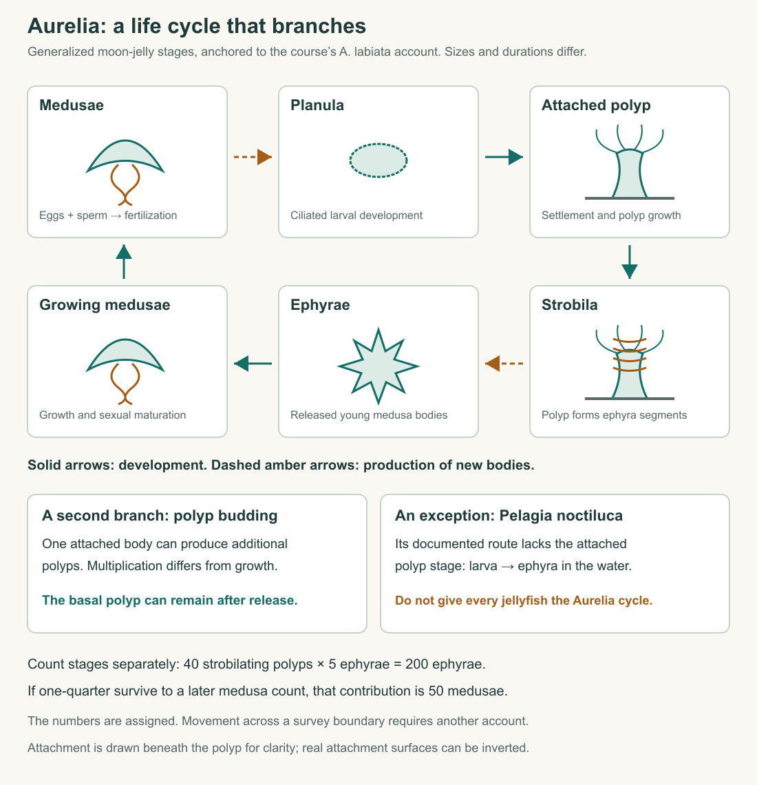 Generalized Aurelia cycle distinguishes development from new-body production, adds polyp budding, and contrasts Pelagia’s absence of an attached polyp stage.