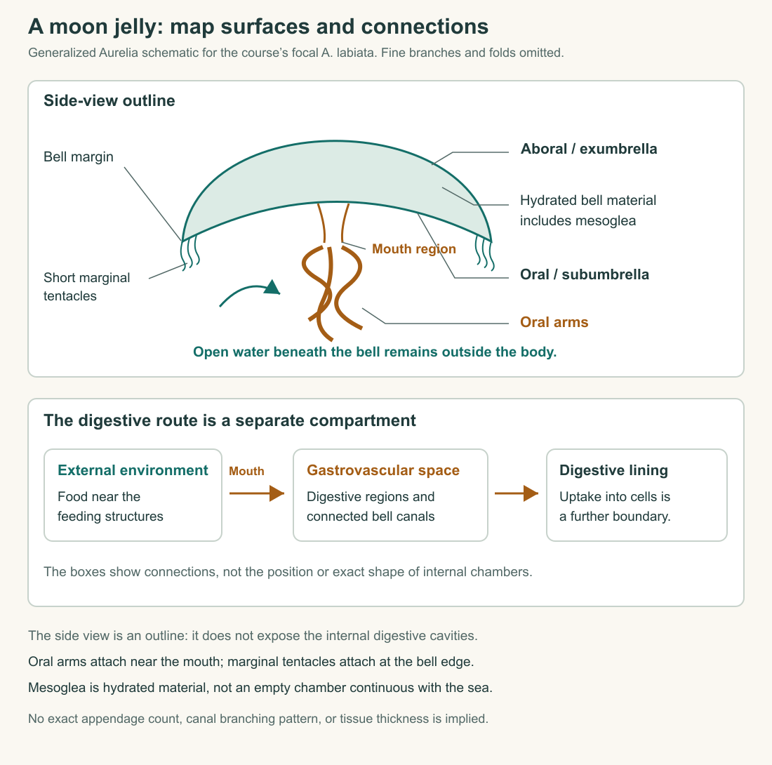 Generalized Aurelia side-view anatomy and a separate digestive-compartment map distinguish external water, bell material, and the route through the mouth.