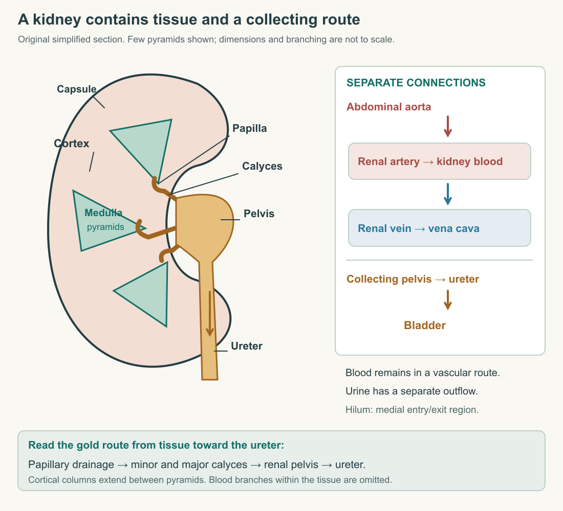 Original schematic kidney section distinguishing the cortex, medullary pyramids, papillae, calyces, pelvis and ureter. A separate circulation panel keeps renal arterial and venous flow distinct from urinary drainage.