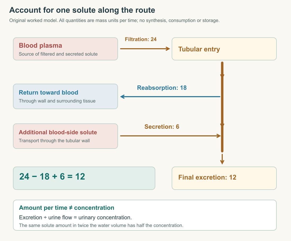 Original material-balance diagram showing a model solute entering by filtration, returning by reabsorption, entering by secretion and leaving by excretion. The worked example balances 24 minus 18 plus 6 equals 12 mass units per time.