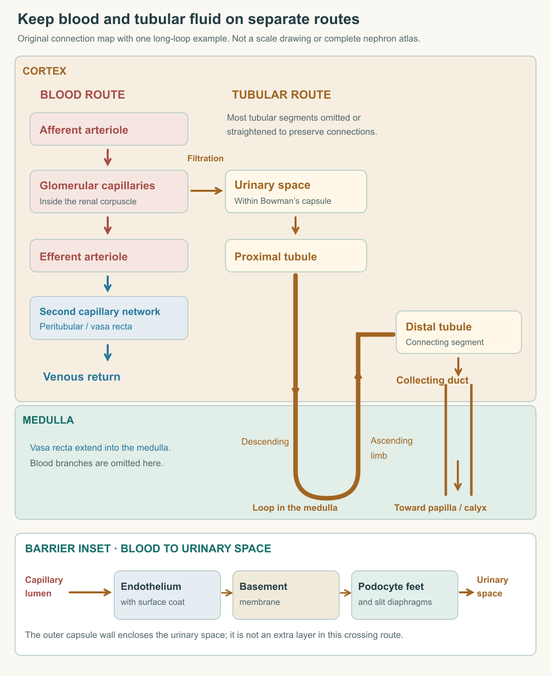 Original nephron map preserving separate blood and tubular routes, the cortical renal corpuscle, a loop descending into the medulla, and collecting drainage. A barrier inset distinguishes the capillary lumen from the urinary space.