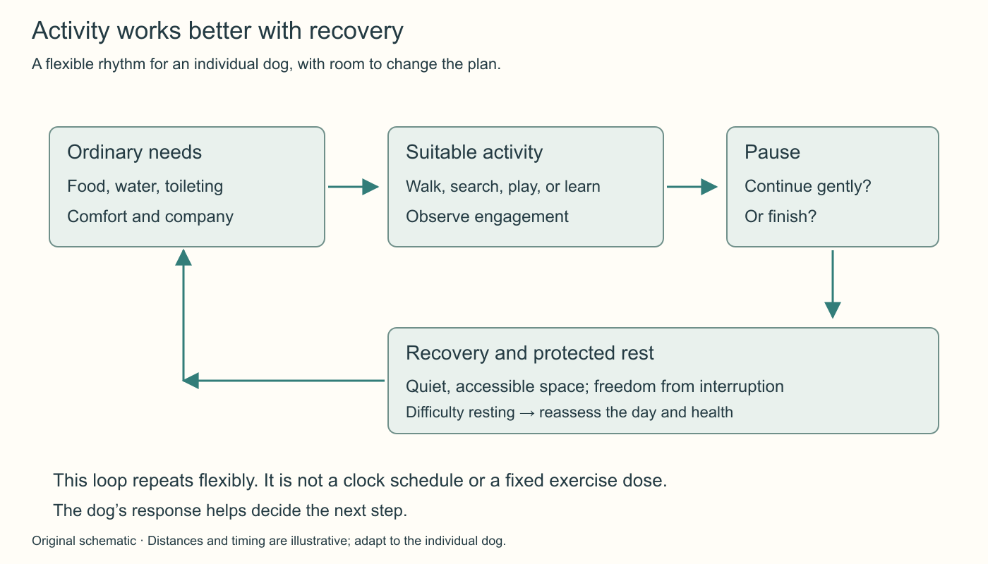 A loop links ordinary needs, suitable activity, a pause, and protected recovery. The caregiver can end an activity and reassess difficulty resting rather than automatically add more exercise.