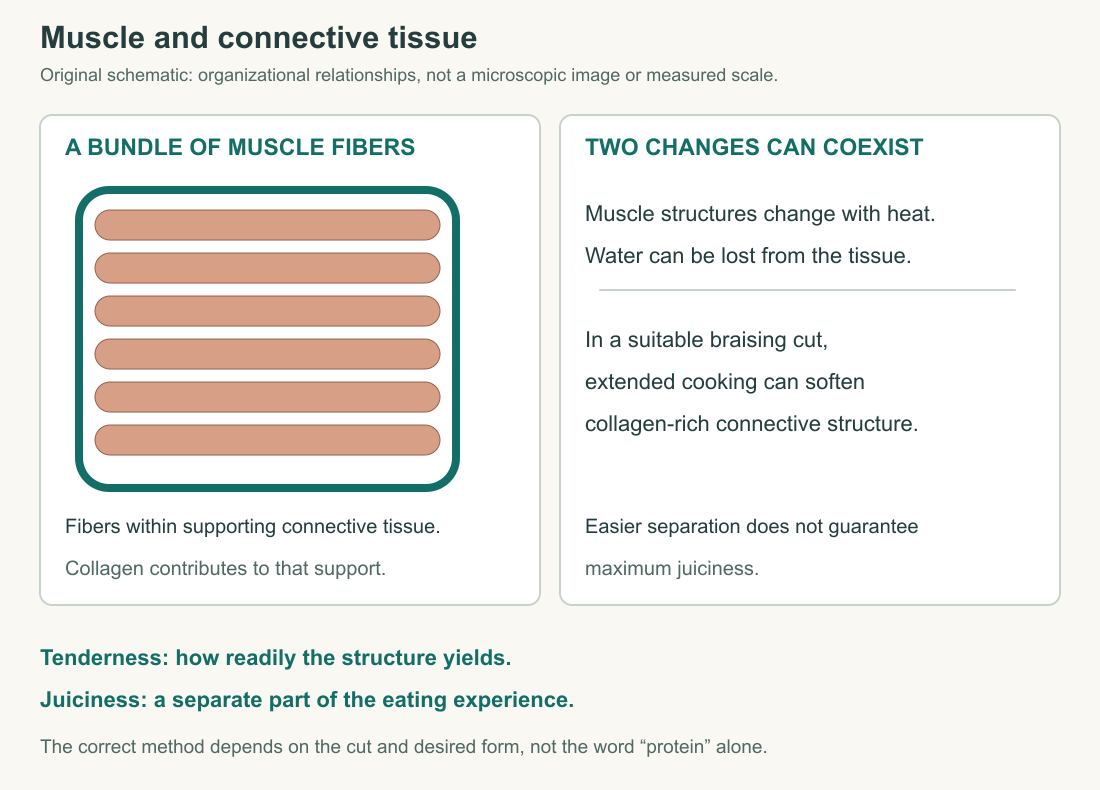Original schematic of muscle fibers within connective tissue, separating tenderness from juiciness.