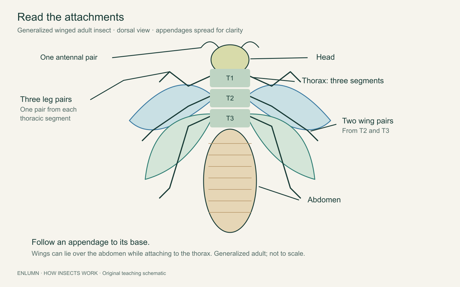 Generalized winged insect plan viewed from above, with head, three thoracic segments, abdomen, antennae, three leg pairs and two wing pairs. Appendage attachment is emphasized; this is not an identification drawing of a particular species.