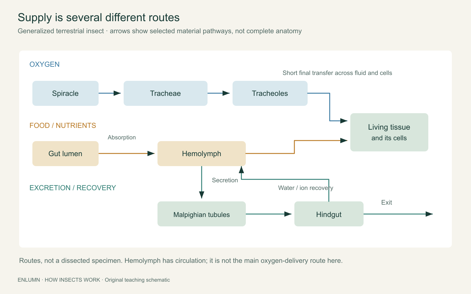 Generalized terrestrial-insect supply routes: oxygen moves from a spiracle through branching tracheae and tracheoles toward tissue; food enters the gut and absorbed nutrients enter hemolymph; Malpighian tubules connect hemolymph-side transport to the hindgut. Oxygen and nutrient routes are separate.