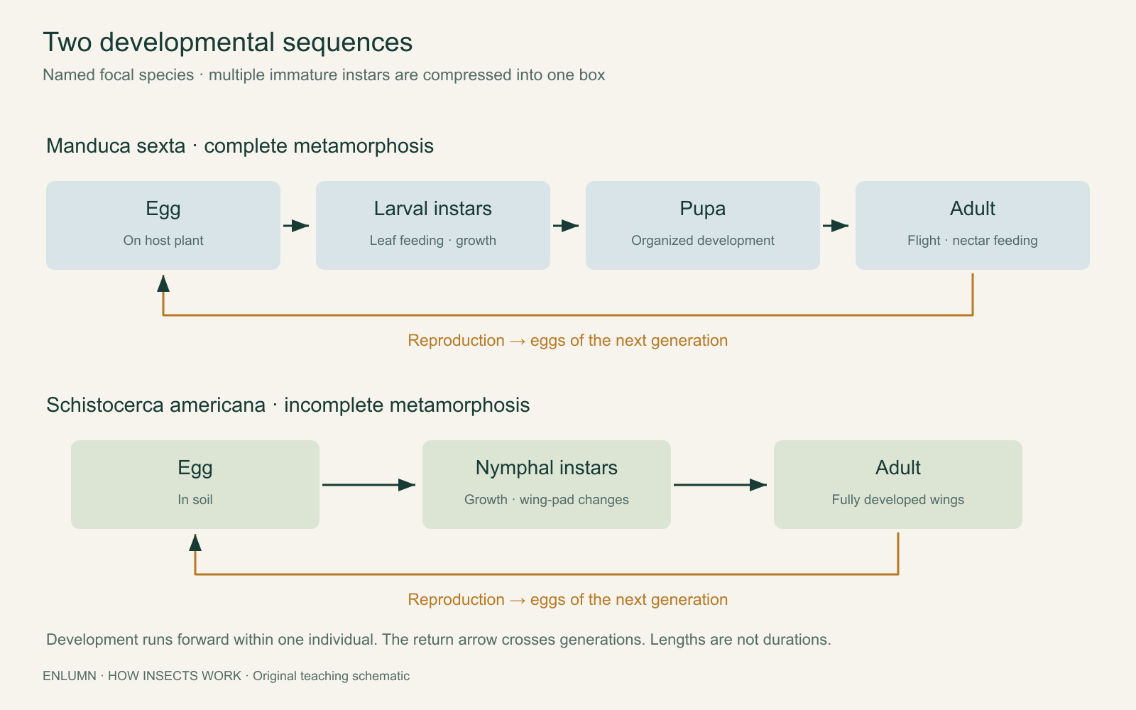 Paired life histories: Manduca sexta passes from egg through larval instars, pupa and adult; Schistocerca americana passes from egg through nymphal instars to adult without a pupal stage. Reproduction connects adults to eggs of the next generation. Timeline lengths are not proportional to duration.