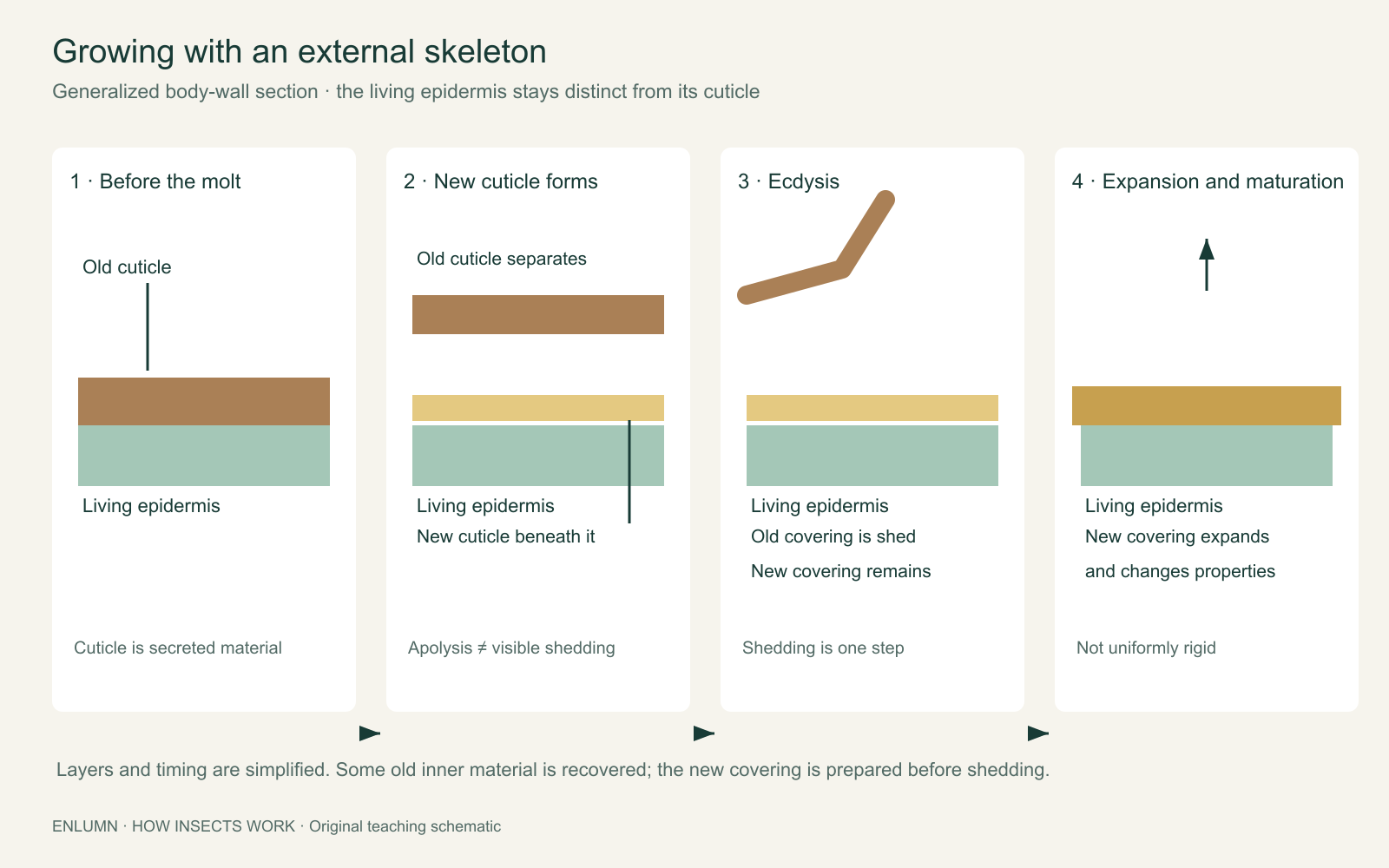 Four generalized stages of a molt: old cuticle above living epidermis; separation and new cuticle formation; shedding of old cuticle; expansion and maturation of the new covering. The drawing separates the living tissue from the nonliving cuticle and is not to scale.