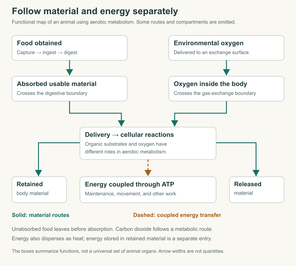 Food and oxygen enter distinct routes that meet in cellular metabolism; material retention and release are distinct from energy coupling through ATP.