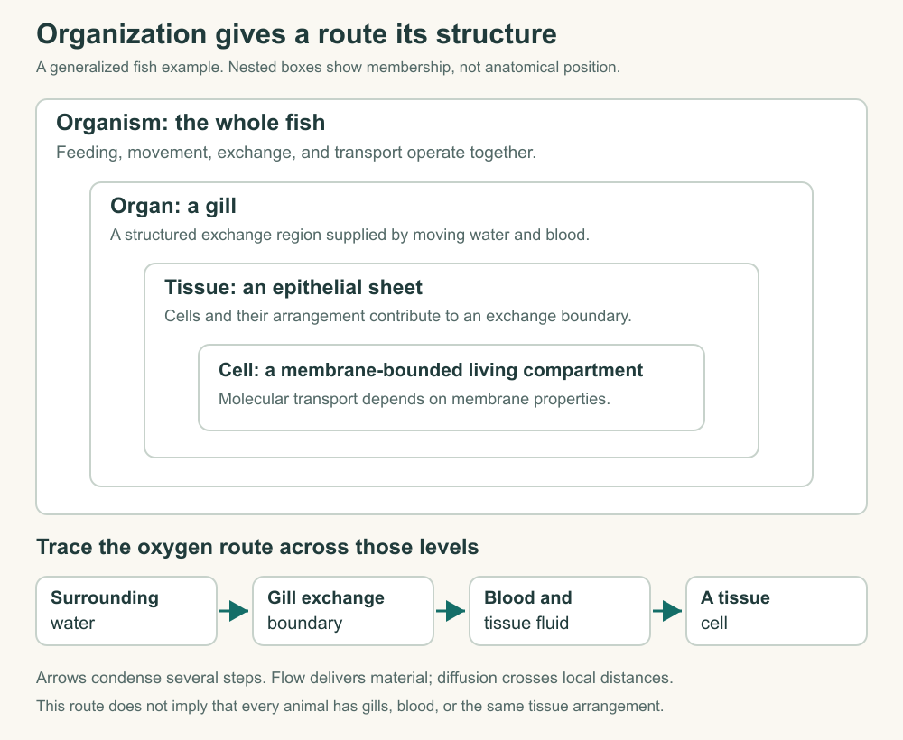 Nested organism, gill, epithelial tissue, and cell levels; a separate route traces oxygen from water to a tissue cell.