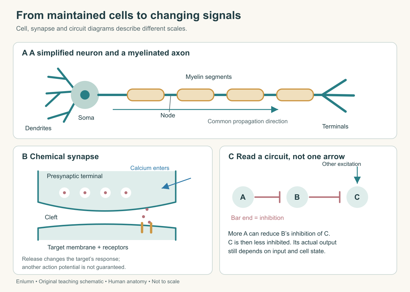 A neuron and myelinated axon, a chemical synapse with calcium entry and transmitter release, and an A-inhibits-B-inhibits-C circuit.
