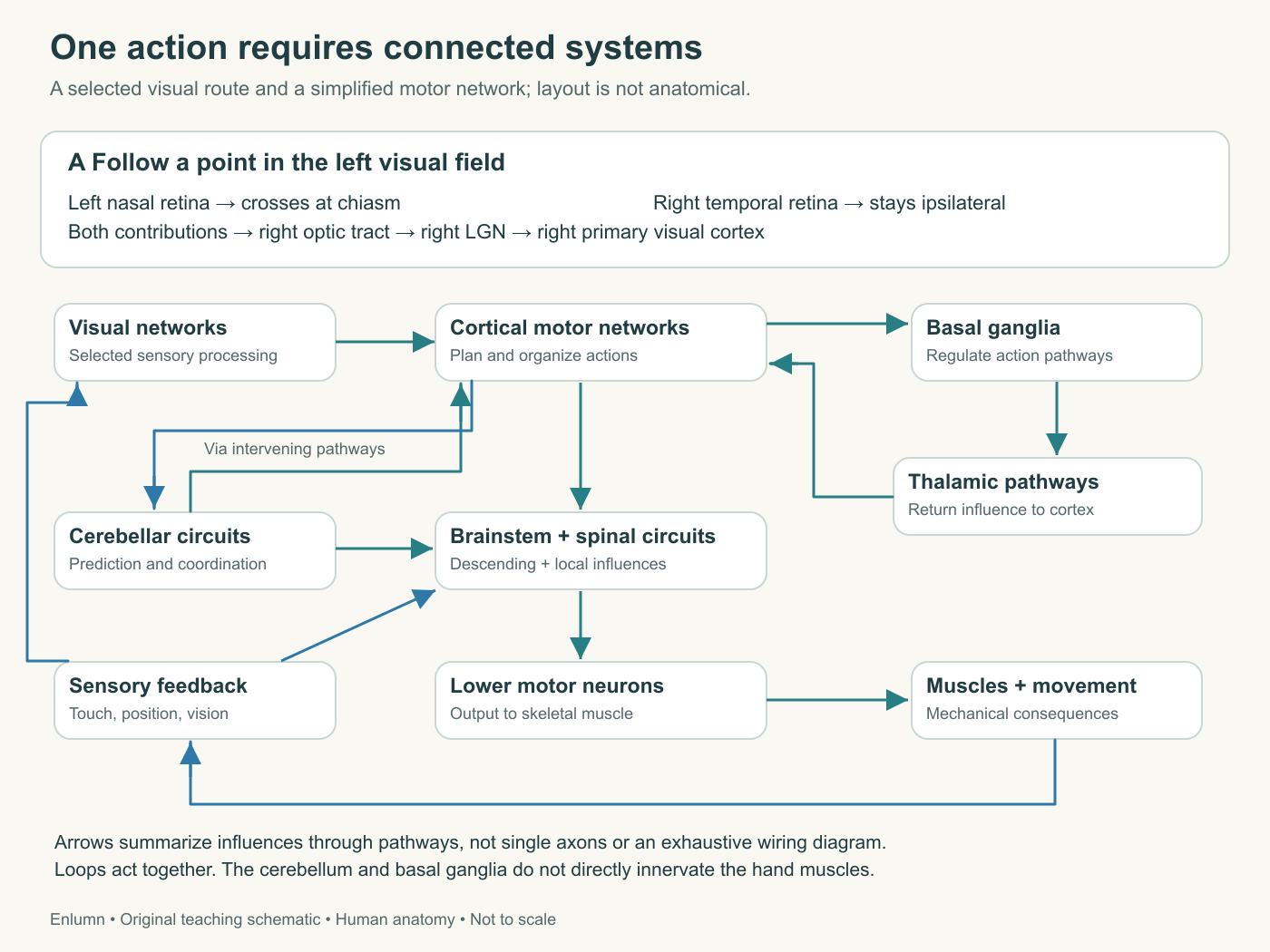 Selected visual-field routing and a motor network connecting cortical, basal ganglia, cerebellar, brainstem, spinal and muscle processes with sensory feedback.