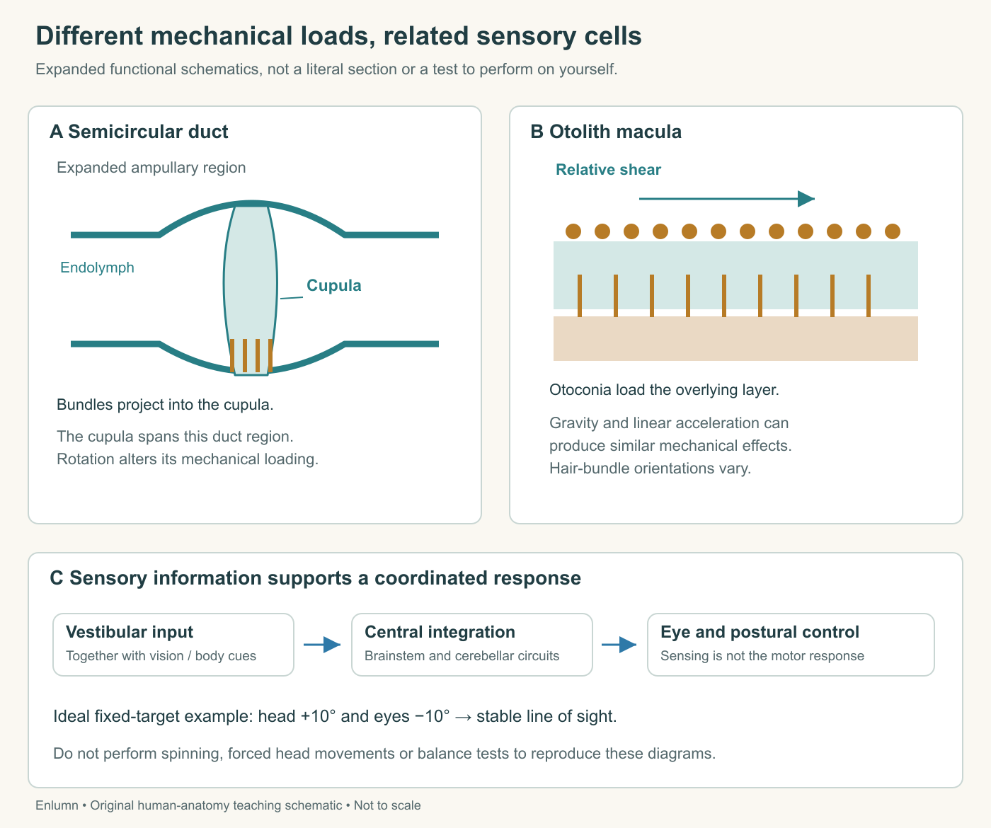 A side-by-side schematic compares a cupula in a semicircular duct with an otoconial layer over an otolith macula. A separate panel links vestibular information to eye and postural control while keeping sensory input distinct from movement output.
