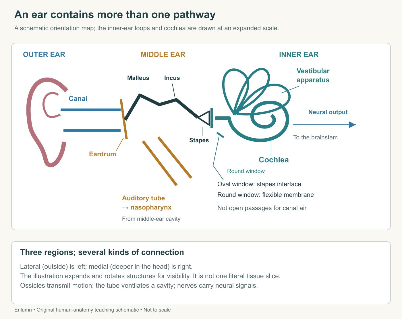 An oriented schematic distinguishes the external canal, middle-ear cavity and ossicles, auditory tube, cochlea and vestibular organs. Windows are membrane-covered interfaces, and the neural route is separate from the air pathway.