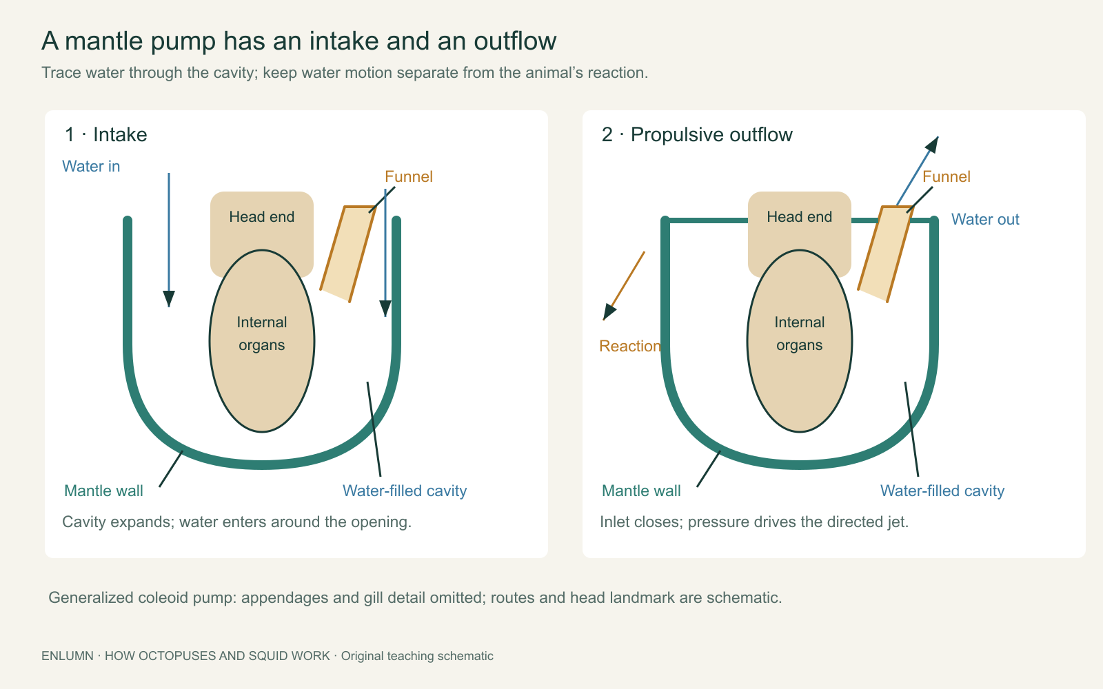 Generalized coleoid mantle pump, with water entering at the mantle opening during intake and leaving through the funnel during contraction; water and reaction arrows point in opposite directions.
