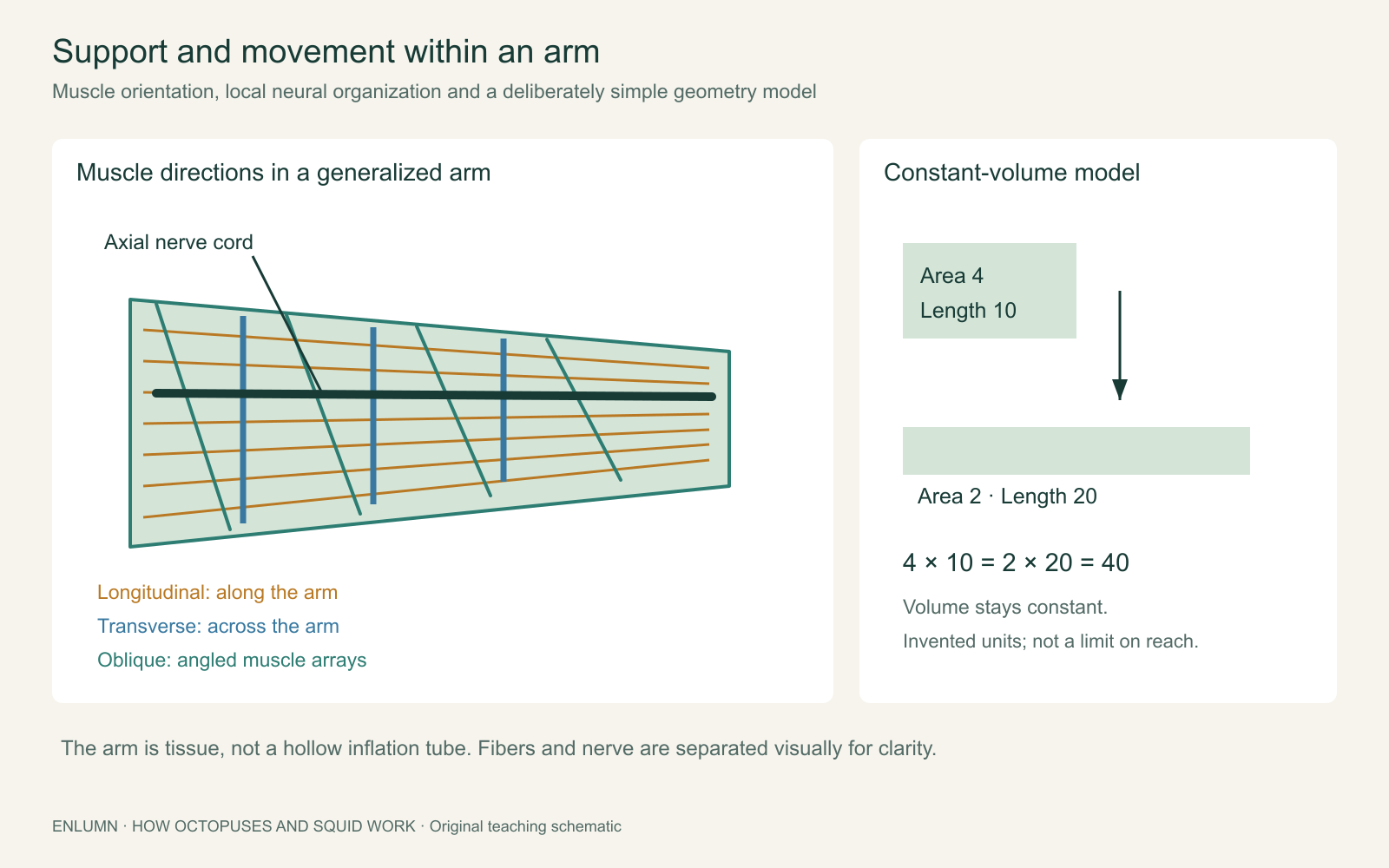 Generalized octopus arm organization and constant-volume geometry, distinguishing longitudinal, transverse and oblique muscle directions from the axial nerve cord.