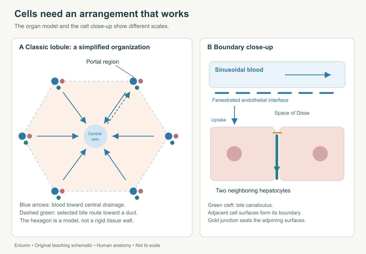 Original human liver teaching schematic: lobule and interfaces