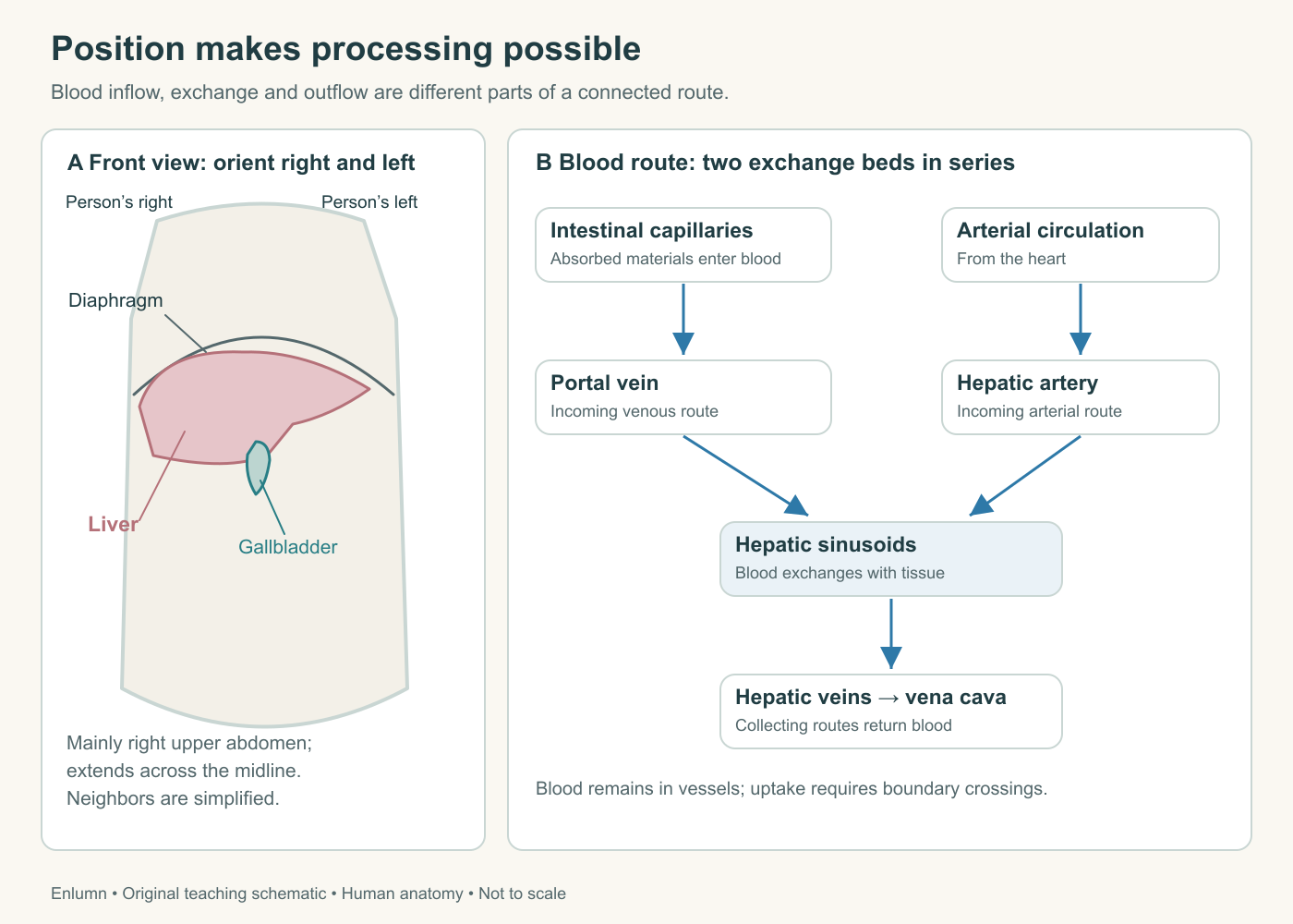 Original human liver teaching schematic: portal circulation