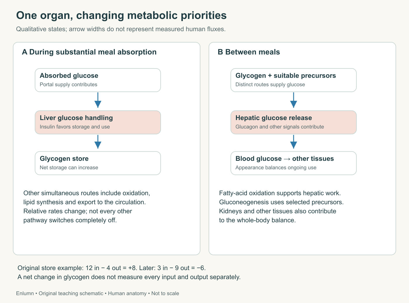 Original human liver teaching schematic: fed and between meals