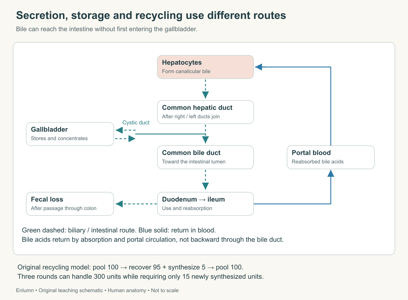 Original human liver teaching schematic: bile and return
