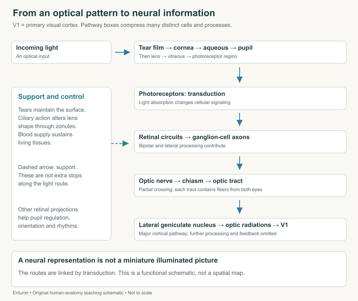 Two linked pathways distinguish incoming light, retinal transduction and processing, and neural output toward several brain targets. Support systems connect to tissues without becoming stages traversed by a light ray.