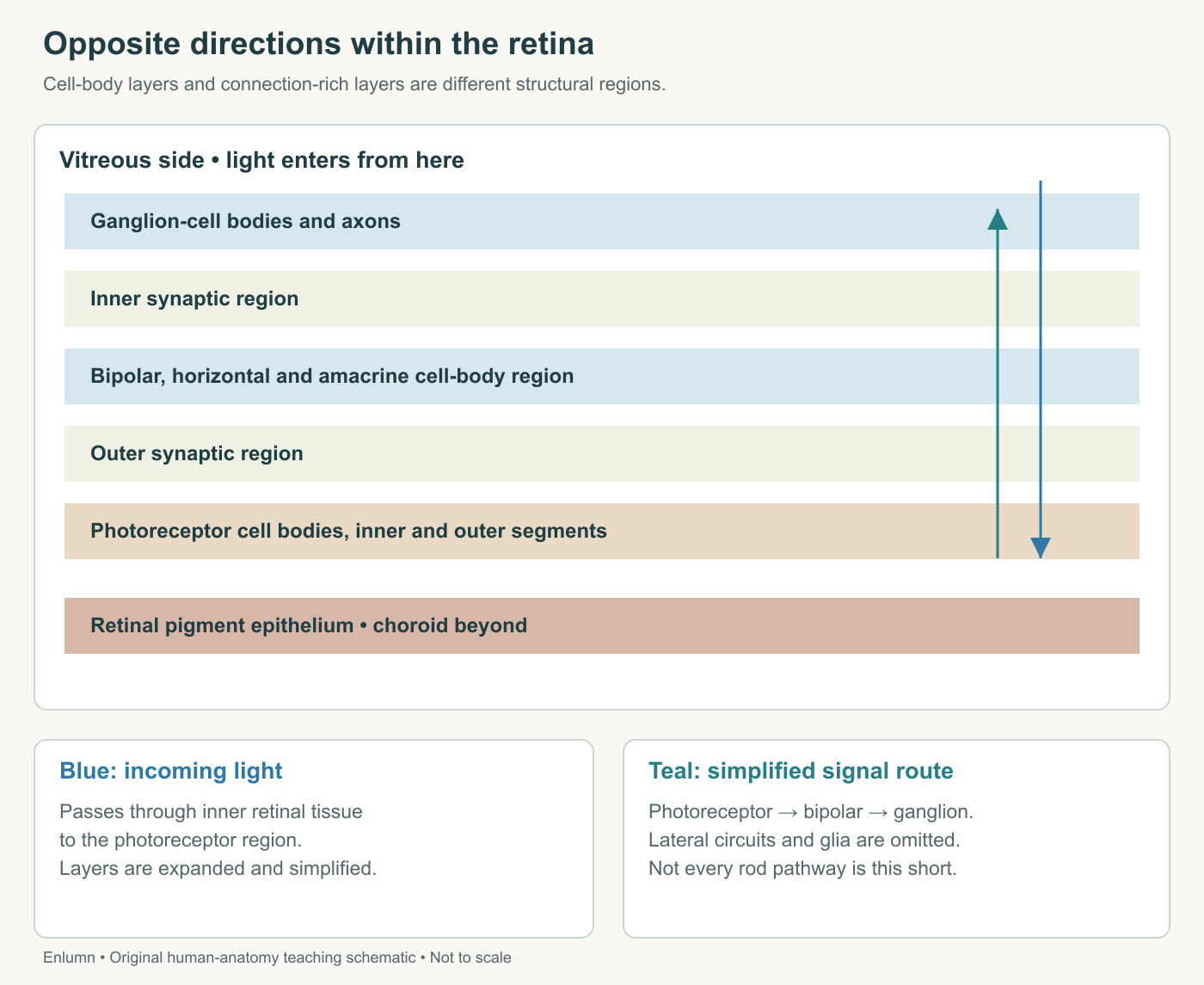 Original retinal layer and circuit schematic, distinguishing the path of incoming light from signal processing and output.
