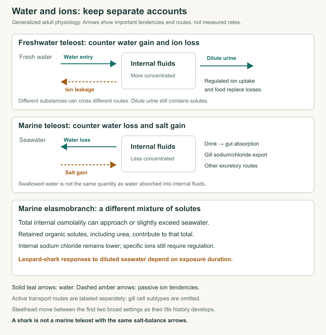 Freshwater and marine teleost water and ion accounts compared with the different solute composition of marine elasmobranchs.