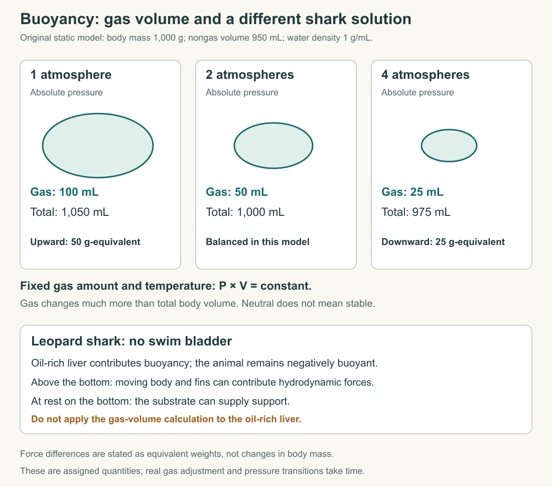 A fixed-gas model at one, two, and four atmospheres contrasts volume-dependent buoyancy with the leopard shark’s nongas solution.