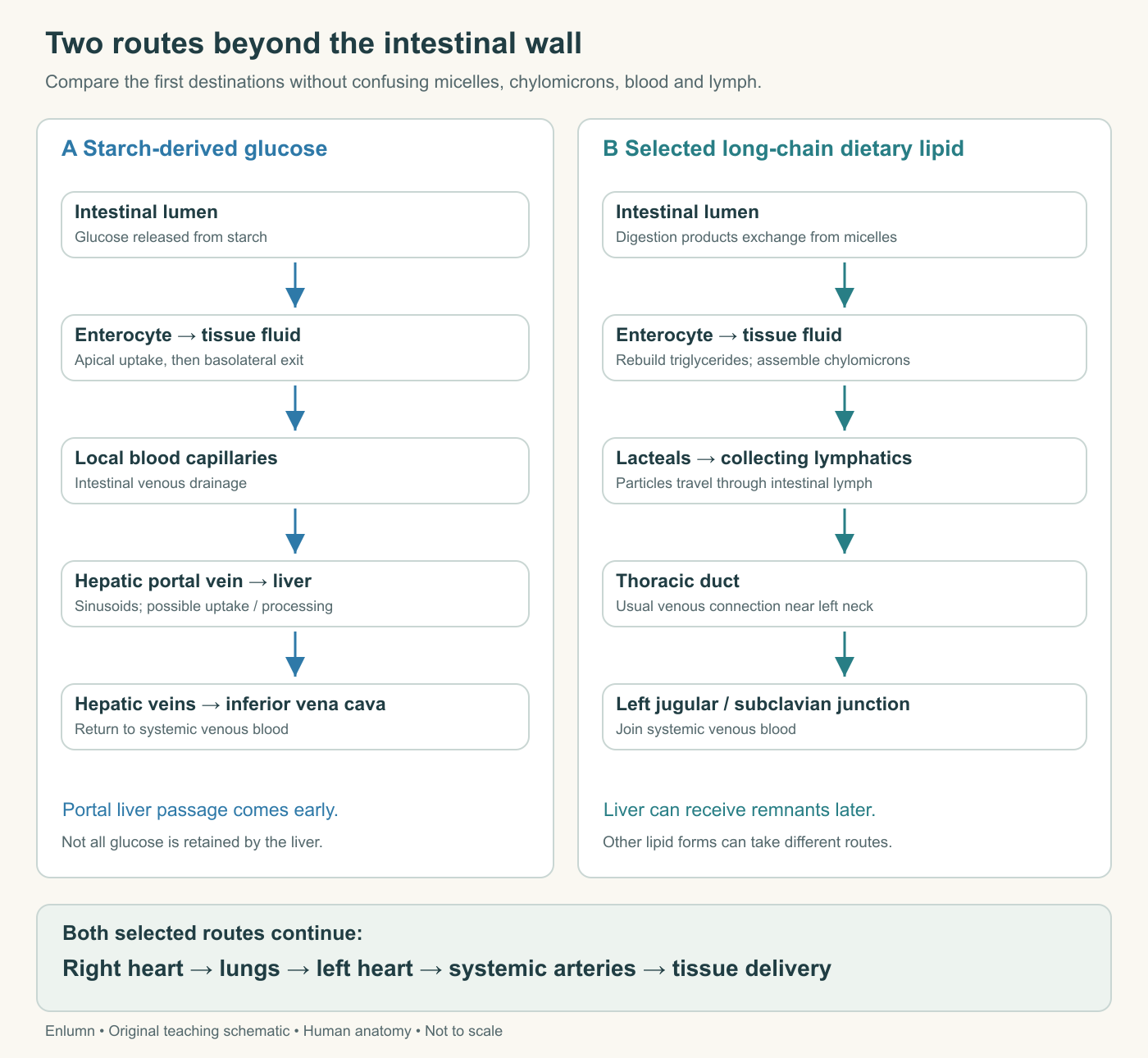 Parallel routes showing glucose entering portal blood and long-chain lipid entering chylomicrons, intestinal lymph and the thoracic duct before joining systemic venous blood.