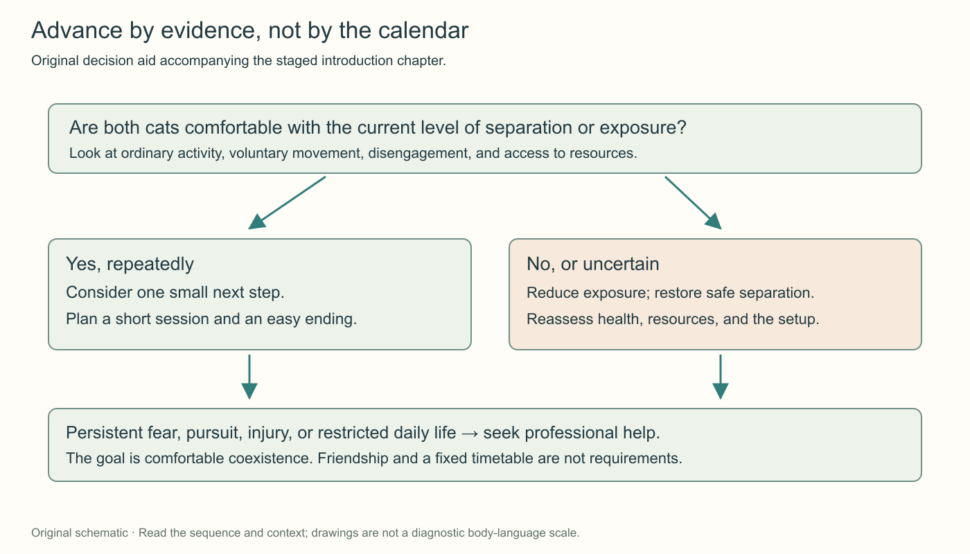 An introduction decision diagram asks whether both cats repeatedly remain comfortable at the current stage. If so, consider one small next step; otherwise reduce exposure and reassess. Persistent difficulty calls for professional help.