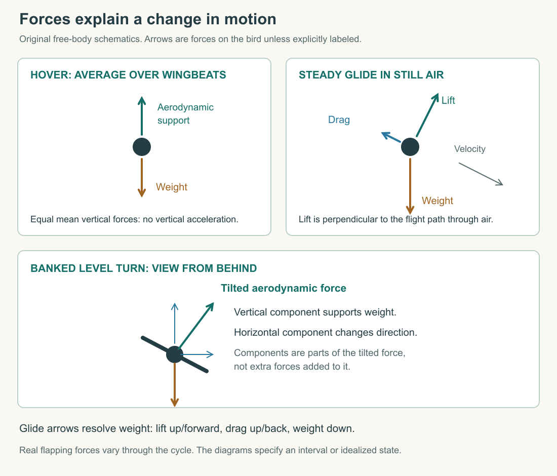 Original force diagrams comparing a steady hover, an unpowered glide through still air, and a level banked turn. Force arrows are schematic and apply to the bird; motion arrows use a separate style.
