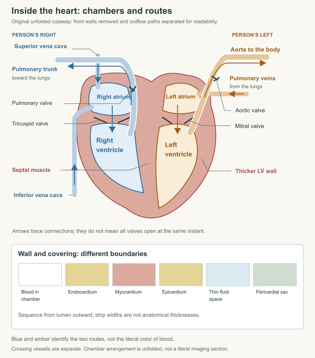 Original unfolded chamber cutaway shows the right and left routes, all four valves, thicker left-ventricular wall, septum, and separate wall-covering sequence.