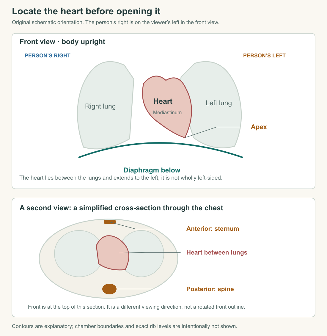 Original front-view chest orientation and transverse section locate the heart between the lungs, above the diaphragm, behind the sternum, and in front of the spine.