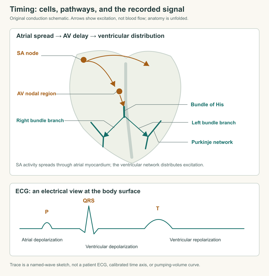Original conduction map follows SA initiation, atrial spread, AV region, His bundle, bundle branches, and Purkinje network, beside a separate schematic ECG.
