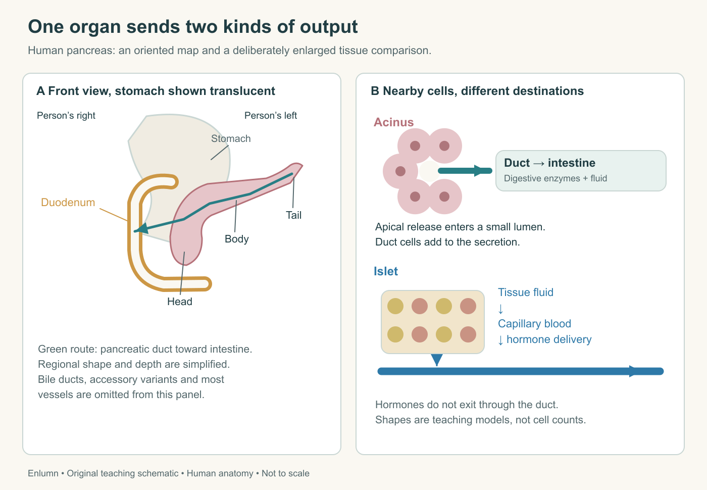 Original human pancreatic teaching schematic: two output pathways