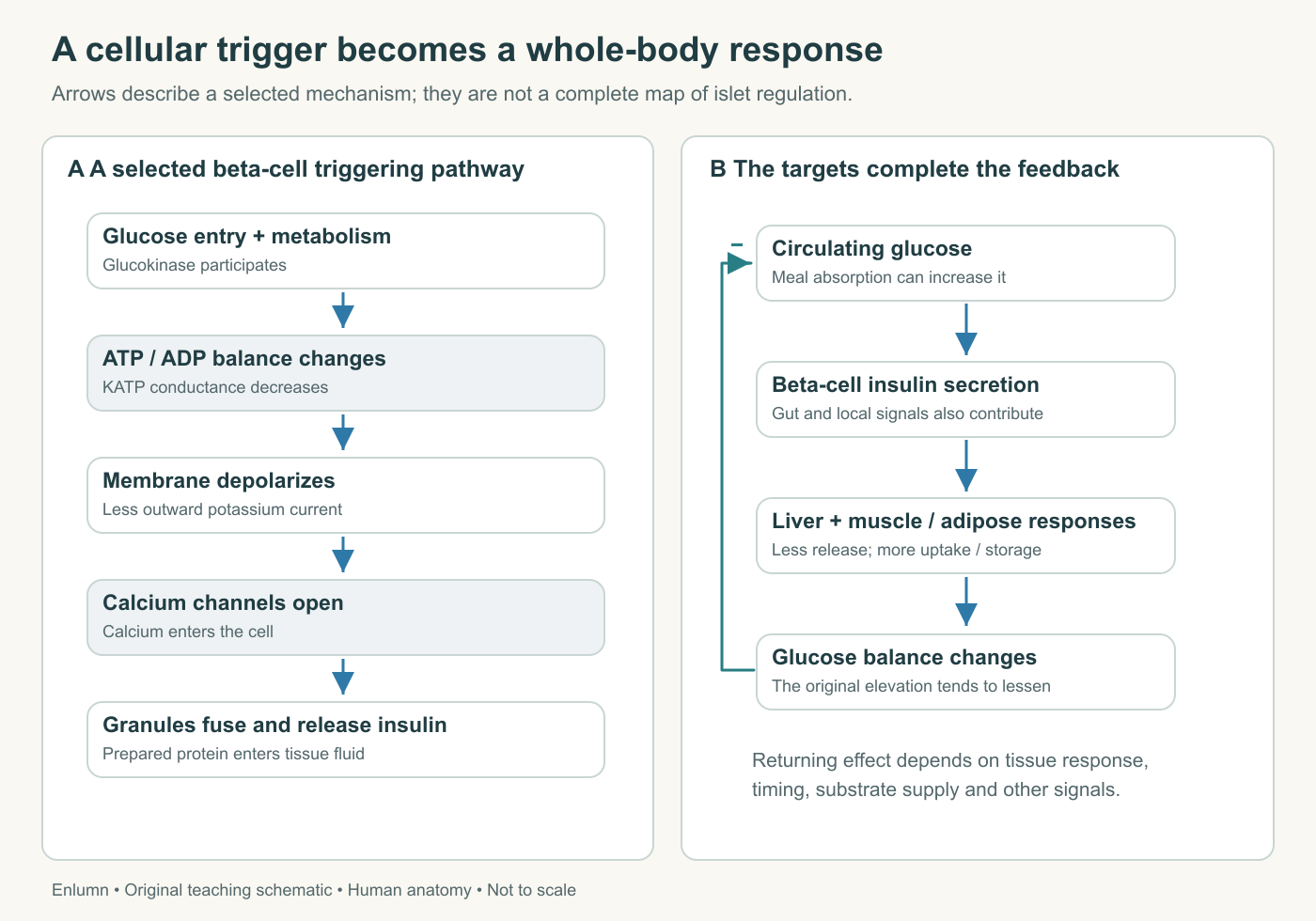 Original human pancreatic teaching schematic: meal response feedback