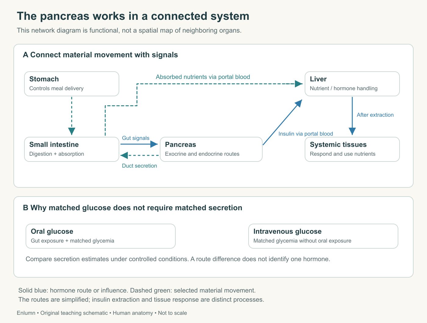 Original human pancreatic teaching schematic: gut liver connections
