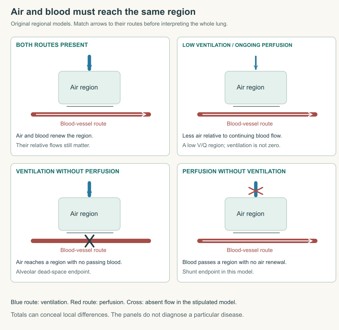 Original four-panel comparison of lung regions: paired air and blood renewal, low ventilation relative to continuing perfusion, ventilation with no perfusion, and perfusion with no ventilation. Airway and vessel routes remain separate. The panels show conceptual extremes rather than patient scans or treatment decisions.
