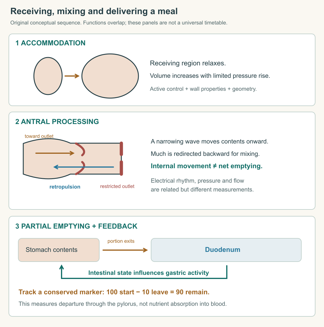 Original three-stage motility diagram. A receiving region expands with limited pressure rise, a narrowing wave drives antral contents toward a restricted outlet and backward for mixing, and a portion leaves through the pylorus. A separate feedback arrow runs from the duodenum toward gastric control. The stages explain relationships rather than a universal meal timetable.