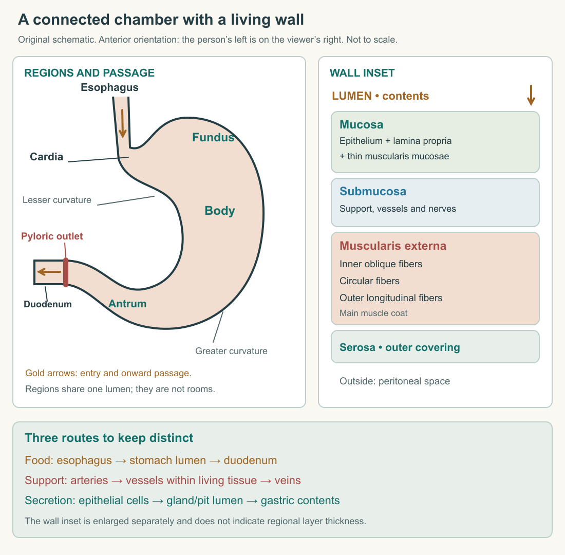 Original stomach orientation and wall diagram. The cardia joins the esophagus below the fundic dome; the body continues into the antrum and pyloric outlet to the duodenum. A separate enlarged wall inset orders mucosa, submucosa, muscularis externa and serosa from the lumen outward. The diagrams are schematic and not to scale.