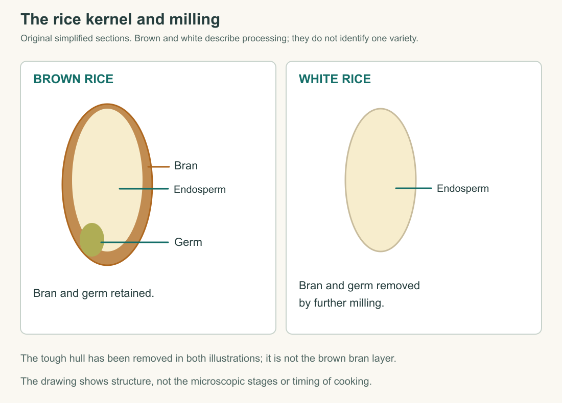 Original simplified rice-kernel sections show bran, germ, and endosperm in brown rice, and the endosperm remaining after further milling for white rice. The hull has been removed in both.