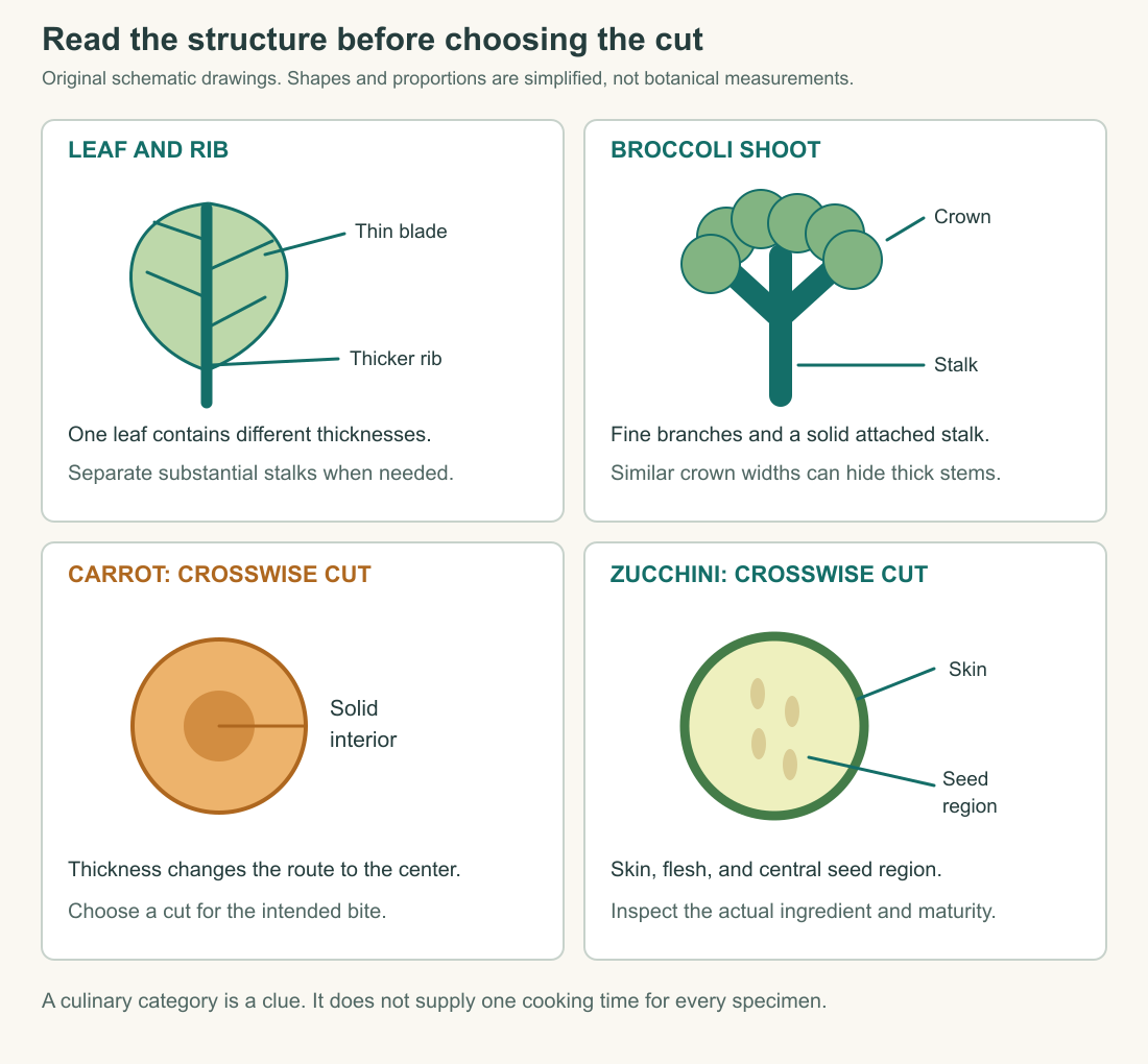 Original schematic comparison of a leaf and rib, a broccoli shoot, a carrot cross-section, and a zucchini cross-section. Different structures suggest different cuts; drawings are simplified.